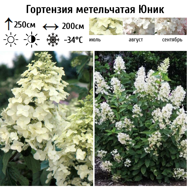 Основное изображение товара