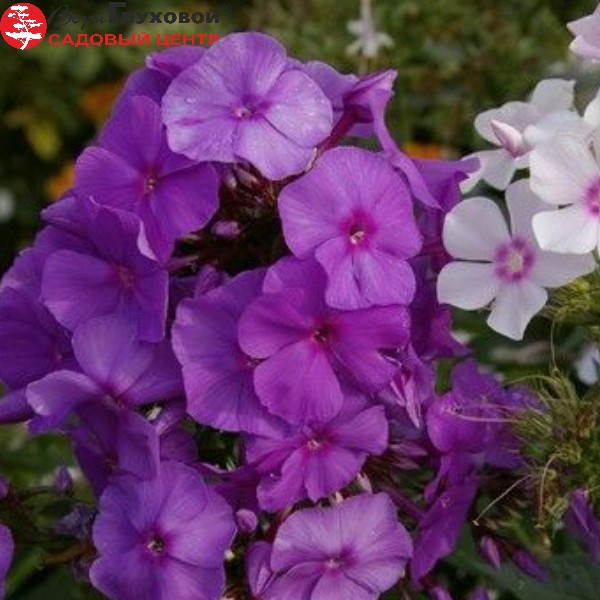 Основное изображение товара