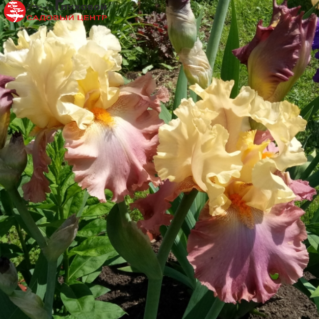 Основное изображение товара