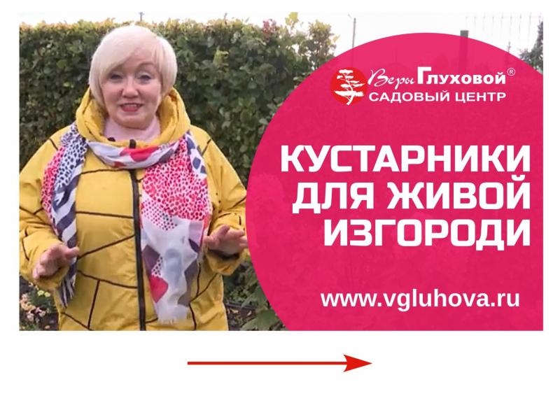 Кустарники для живой изгороди