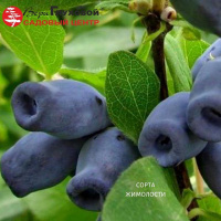 Лучшие сорта жимолости