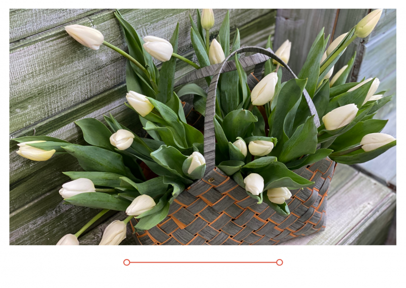 Россия 1 новый выпуск от 03.03.2021 г. 245 000 тюльпанов 37 сортов к 8 марта