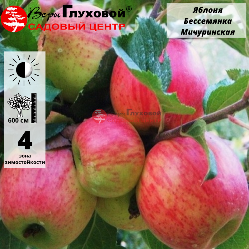 Яблоня Бессемянка Мичуринская (осенний сорт)