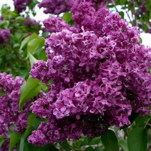 Основное изображение товара