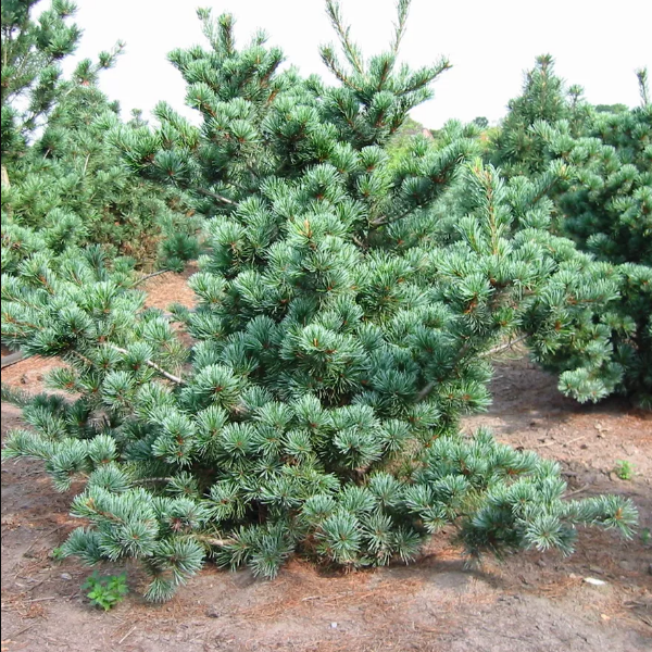 Сосна малоцветковая "Негиши" - Pinus parviflora Negish