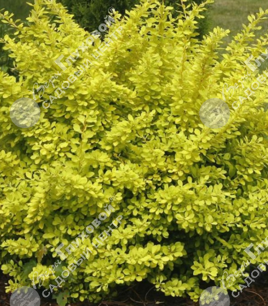 Барбарис Тунберга "Аурея" на фото