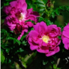 Роза Ругоза (Rosa rugosa) Scarlet Pavement (Hanuhl) С5 НАп/25