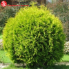 Туя западная (Thuja occidentalis) Голден Глобе    С3 СП/23