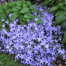 Основное изображение товара