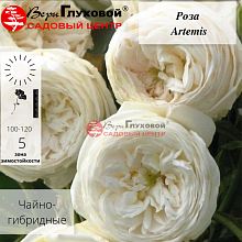 Основное изображение товара