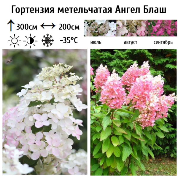 Основное изображение товара