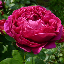 Основное изображение товара