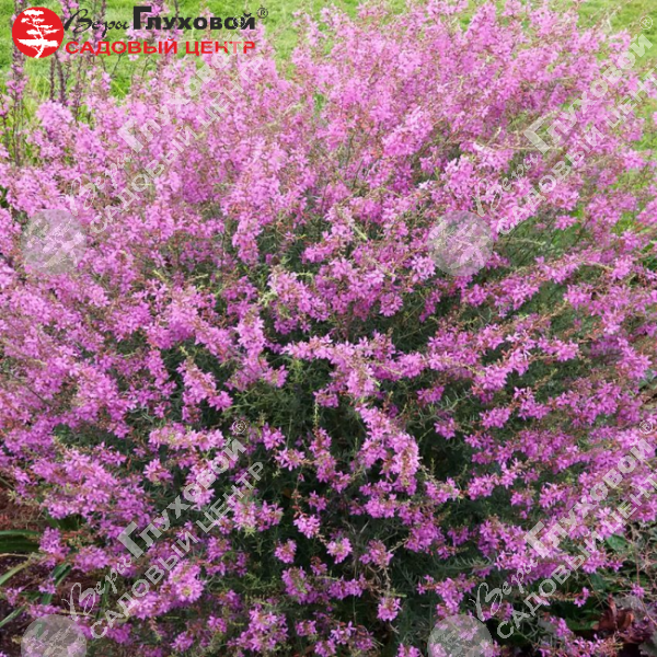 Дербенник иволистный "Свирл" на фото