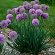 Лук декоративный 