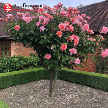 Основное изображение товара