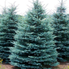 Ель колючая "Глаука" на фото
