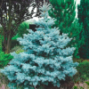 Ель колючая "Систер Блю" на фото