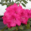 Рододендрон гибридный (Rhododendron hybriden) 'Andantino' 60-80 С35 ПЧ/26