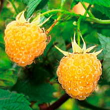 Рисунок 117.jpg