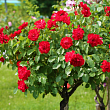 Роза штамбовая 