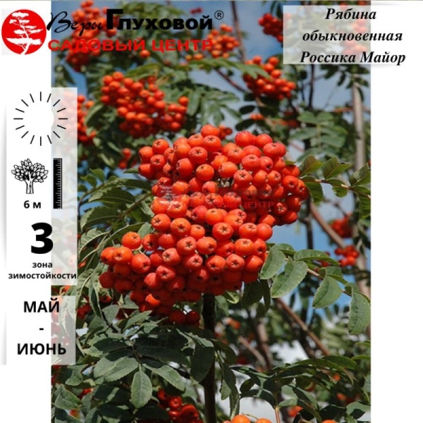 Основное изображение товара