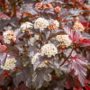 Пузыреплодник калинолистный (Physocarpus opulifolius) Шух С3 СП/25