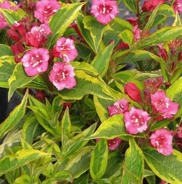 Основное изображение товара