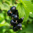 Смородина черная 