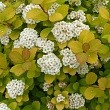 Спирея березолистная 