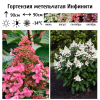 Гортензия метельчатая (Hydrangea paniculata) Инфинити  С3 СП/24