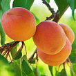 Абрикос 
