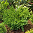 Можжевельник горизонтальный 