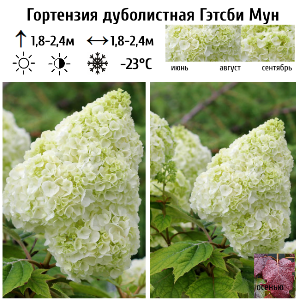 Основное изображение товара