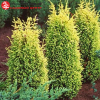 Можжевельник обыкновенный (Juniperus communis) Голд Коне С3 СП/24