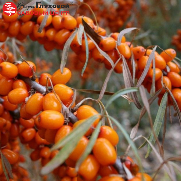 Основное изображение товара