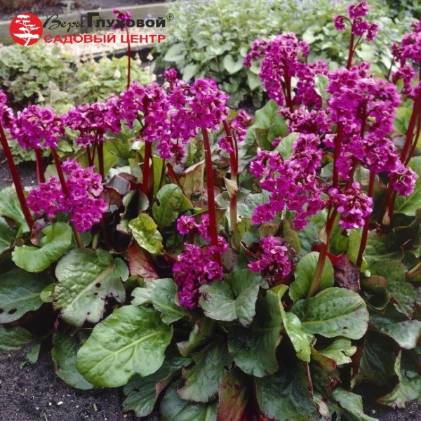 Основное изображение товара