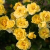 Роза миниатюрная (Rosa) Yellow Fairy С3 ГлХ/25