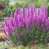 Дербенник иволистный (Lythrum salicaria) Роберт С2 НСп/26