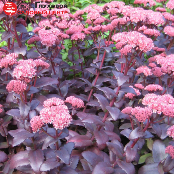 Основное изображение товара