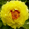 Пион древовидный (Paeonia suffruticosa) Йеллоу Р11 ГлХ/26