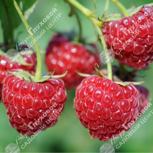 Малина "Микер" на фото