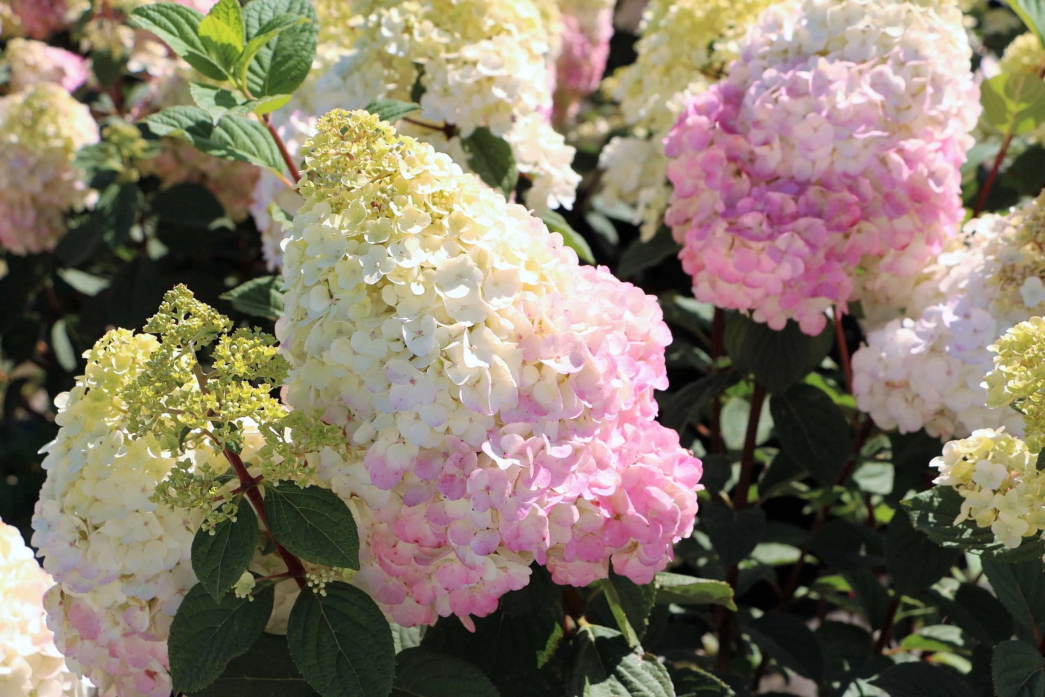 Сорт гортензии Самарская Лидия