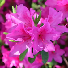 Основное изображение товара