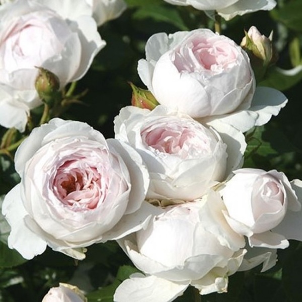 Основное изображение товара