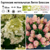 Гортензия метельчатая (Hydrangea paniculata) Литтл Блоссом  С3 СП/25