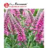 Вероника колосковая (Veronica spicata) Хайдекинд С2 ГлХ/26