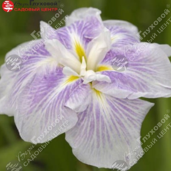 Ирис мечевидный ( "Диннер Плейт Чизкейк" на фото