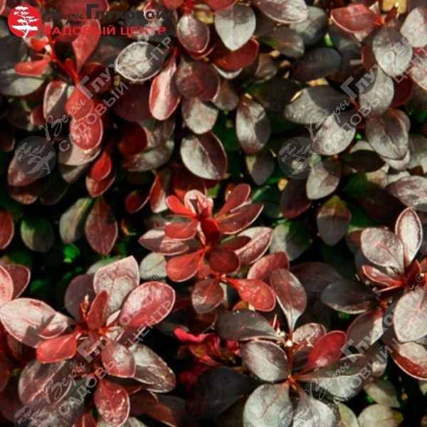 Барбарис Тунберга "Саммер Шоколад" на фото