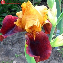 Основное изображение товара