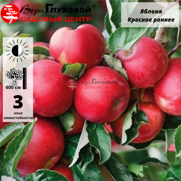 Яблоня Красное раннее (раннелетний сорт) 7-8-летка